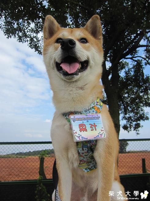 1113台中柏林雙丸生日聚會(原發表者:果汁媽)(相簿)