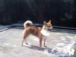 毛沾到了防水漆>"<(原發表者:free543)(環境管理)