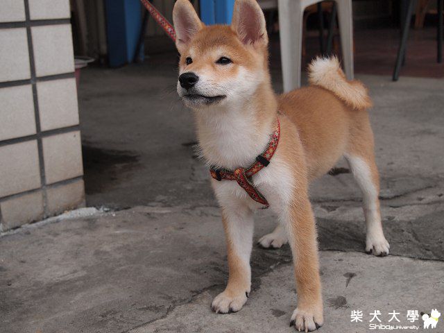 雖然被綁著  但我依然英姿煥發(原發表者:akon_1314)(相簿)