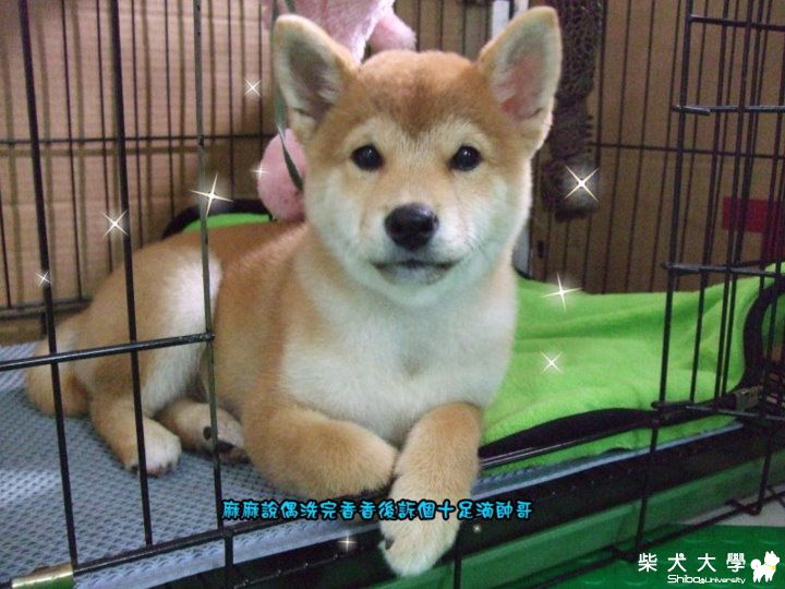 洗完香香等吃飯(原發表者:KuYo麻)(相簿)