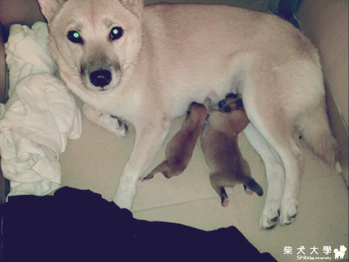 hikki在昨天晚上生了2隻公小柴唷 : )(原發表者:sback)(綜合討論)