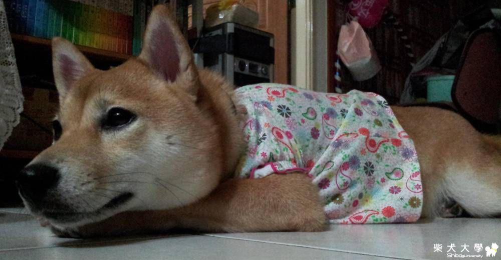 橘子也是連城莊出身的喔...(原發表者:weining)(綜合討論)