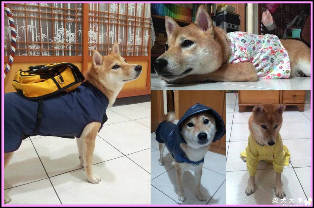 橘子爺爺的愛心手改衣(原發表者:weining)(綜合討論)