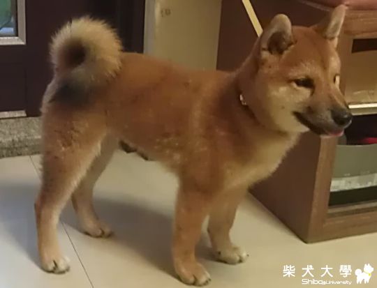 Nicky成長的照片年輪(原發表者:Nicky拔)(相簿)