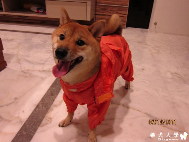 豆漿第一次穿雨衣(原發表者:豆漿媽)(相簿)