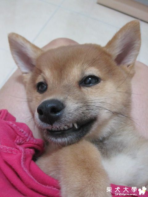 啾咪的嘴巴好臭阿~~~(原發表者:啾咪麻)(飲食保健)