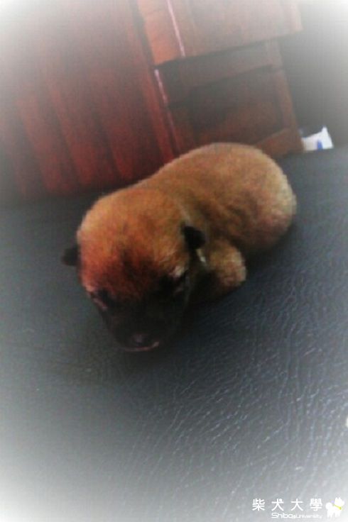 TORA的寶寶七天大囉+日光浴(原發表者:TORA妹)(相簿)