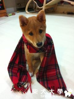 冬季戀歌之裴哈吉！(原發表者:哈吉的爹)(相簿)