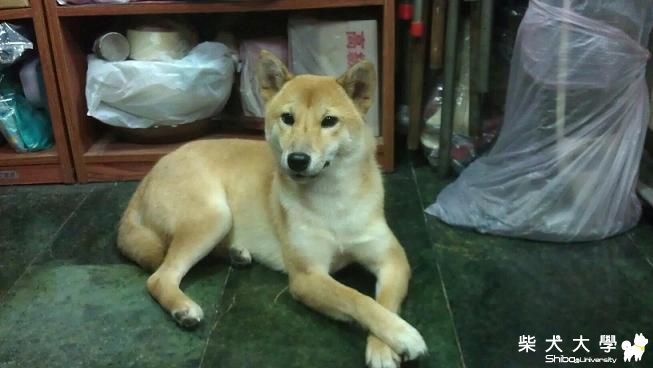 裝淑女(原發表者:采柴家)(相簿)