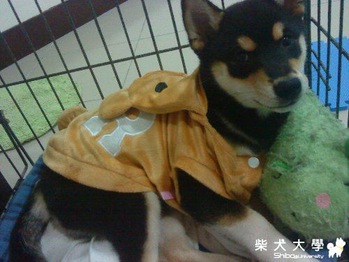 將將第一次亮相，穿新衣!!(原發表者:將將麻)(相簿)