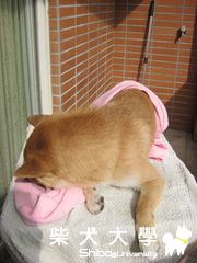 Kugi出浴照(原發表者:哈哈麻)(相簿)