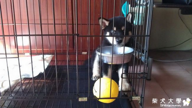 照片有Logo~(原發表者:養樂多爸)(綜合討論)