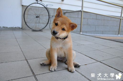 測試中~(原發表者:菲力麻)(綜合討論)