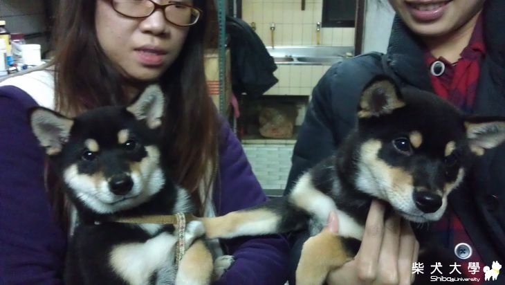 兄弟見面囉！(原發表者:養樂多爸)(影片)