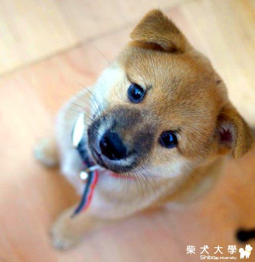 ＮＡＭＩ愛拍大頭照(原發表者:NAMI麻)(相簿)