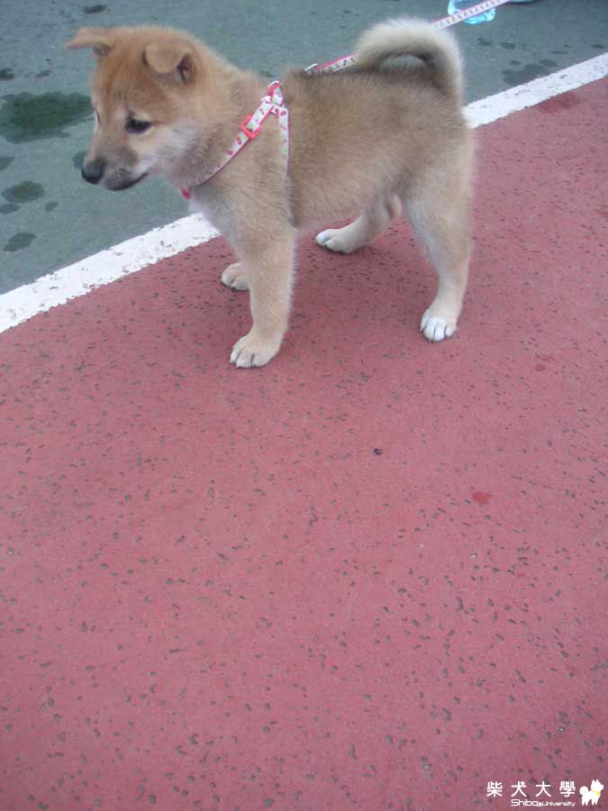 跑跑(原發表者:脫窗家)(相簿)