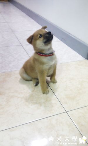 ＮＡＭＩ慢慢長大了～(原發表者:NAMI麻)(相簿)