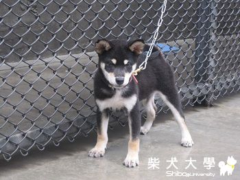 黑柴幼犬公欣賞(原發表者:禾風柴犬)(相簿)