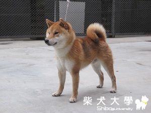 禾風犬舍12月份最新引進種公(原發表者:禾風柴犬)(綜合討論)