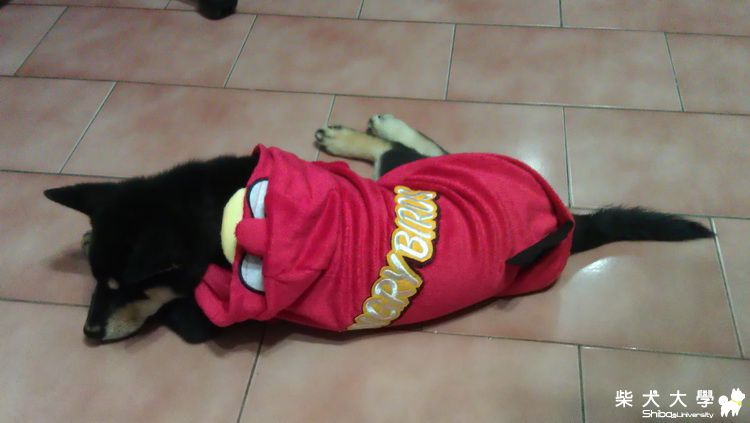 穿新衣~~(原發表者:養樂多爸)(相簿)