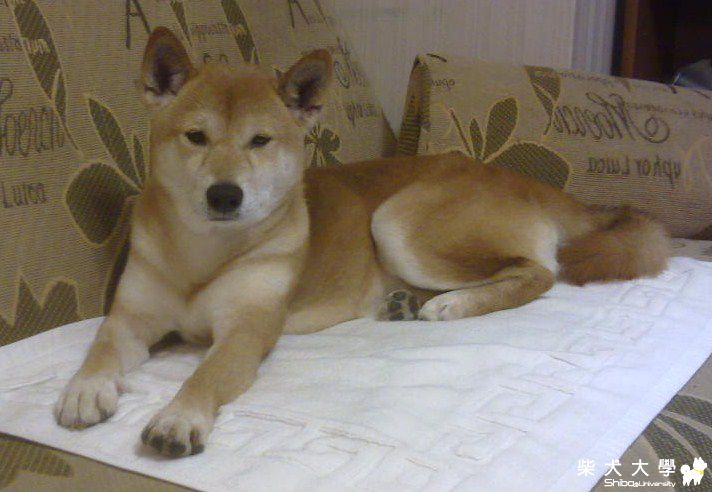 Asahi的近照(原發表者:joetu66)(相簿)