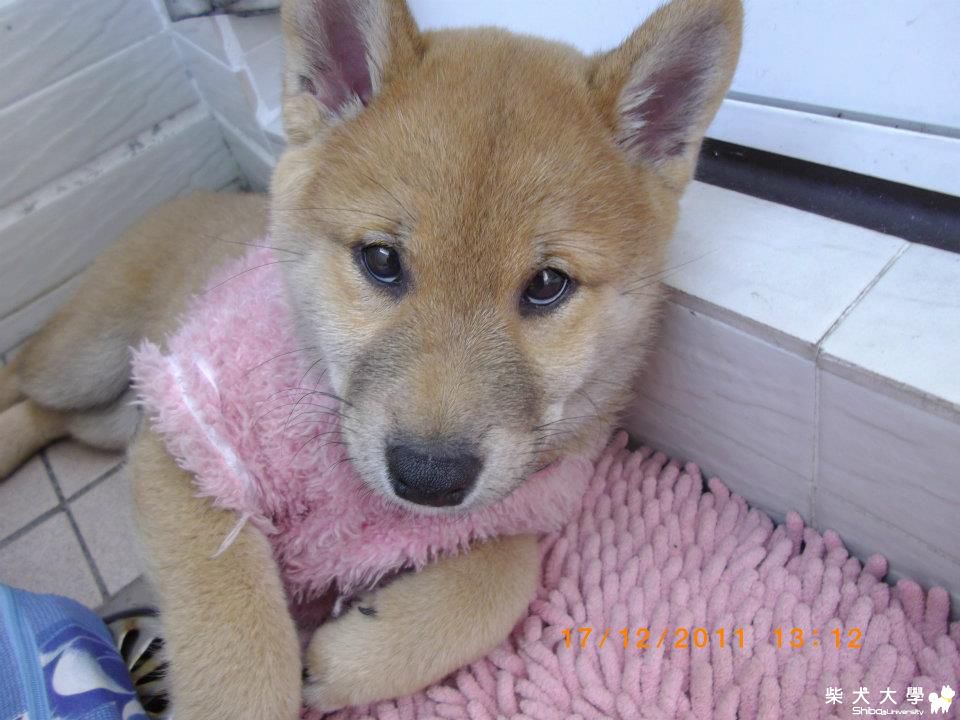 Bibi長大嚕~~來跟大家打招呼:)(原發表者:kippy220)(相簿)