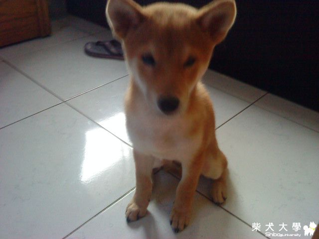 小虎的照片出爐摟(原發表者:S124469061)(相簿)