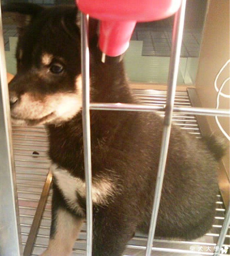 在寵物店的公主MOMO喔!!(原發表者:赤沙蠍)(相簿)