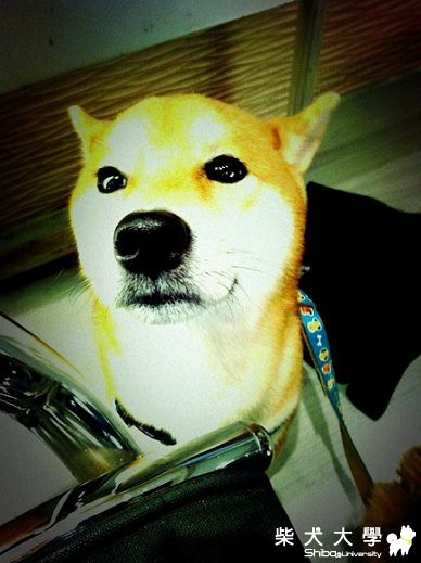 我們家BEELU的生活照(原發表者:soarwu)(相簿)