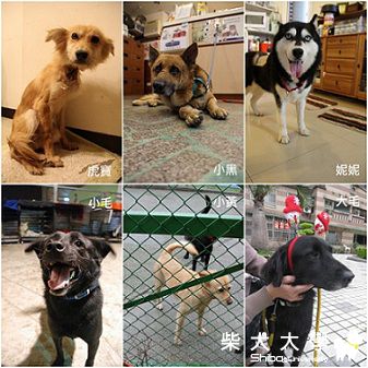 "推薦"寵物中途寄養義工"安德烈"(原發表者:soarwu)(綜合討論)