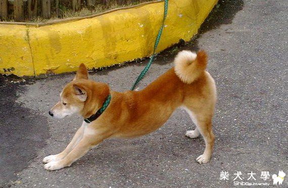 Asahi 近照(原發表者:joetu66)(醫療保健)