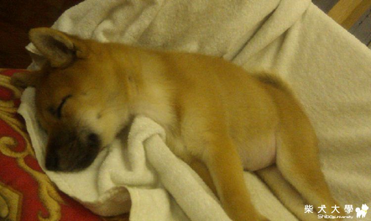 睡到頭已經掉在椅子外了還能睡，真是睡翻了...(原發表者:niuniu11928)(相簿)