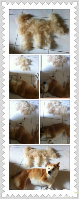 刷著刷著 就刷出另一支kuri(原發表者:KURI麻)(相簿)