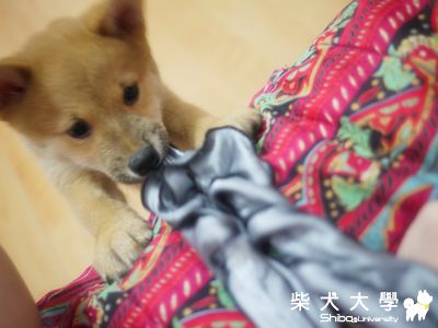 ＮＡＭＩ２個月大了：）(原發表者:NAMI麻)(相簿)