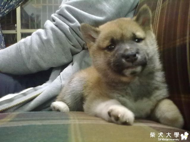 慶祝年糕一歲小時候照片大放送(原發表者:hebe033)(相簿)