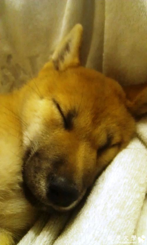 睡覺後的臉好像變得賤賤的、賊賊的(原發表者:niuniu11928)(相簿)