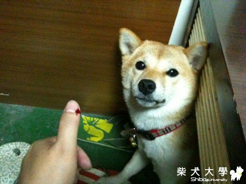 好傷心喔>_<" 流血了(原發表者:nicole92)(相簿)