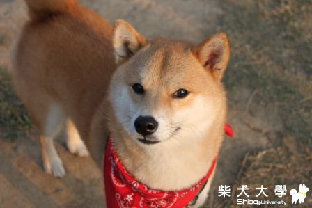 今天(12/24)有去樂業的柴柴照片(原發表者:哈吉的爹)(相簿)