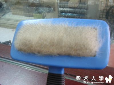 落髮嗎? 請用(落健)!(原發表者:妮妮妹)(環境管理)