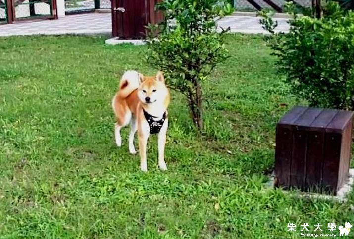 吉谷這一週-&舒服防蟲馬殺雞-100.12.24(原發表者:吉谷家)(相簿)