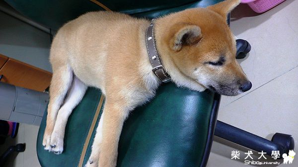 靠在椅子邊緣，應該是真的很舒服(原發表者:niuniu11928)(相簿)