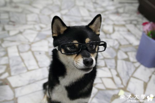 黑框正妹(原發表者:深夏)(相簿)