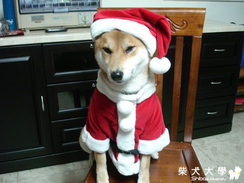 聖誕「狗」公公~一路(原發表者:一路家)(相簿)
