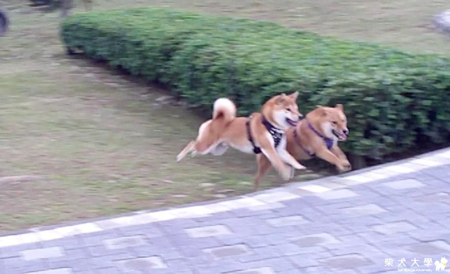 寵物公園跨年-100.12.31~101.1.1(原發表者:吉谷家)(相簿)