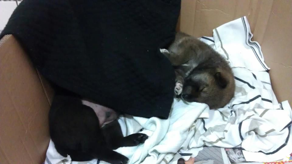 100.11.23~12.31 迷死人...麻逆私生柴(原發表者:Money姊)(相簿)