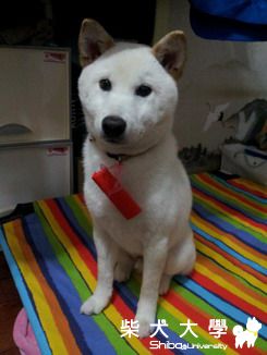 Cola領紅包!(原發表者:Cola拔拔)(相簿)