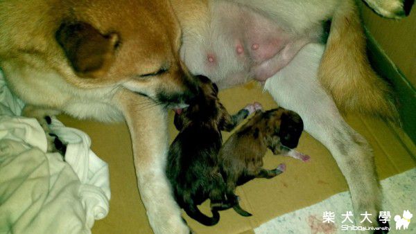 hikki 終於也當媽咪囉 ( 圖多 ) !!(原發表者:sback)(相簿)