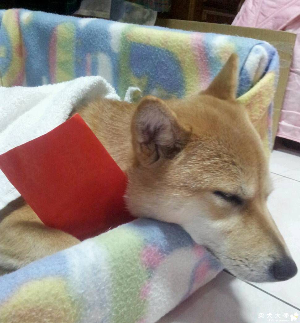 大家新年快樂(原發表者:weining)(相簿)