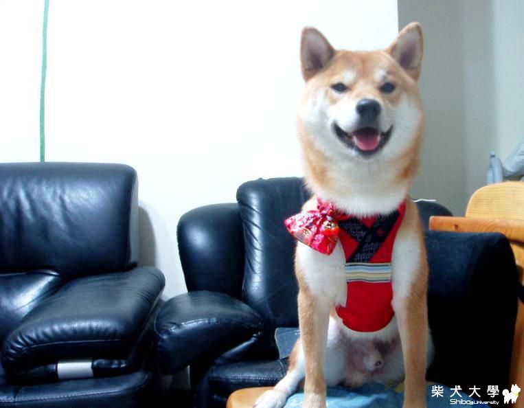 吉谷祝大家 恭喜發財 新年快樂!!(原發表者:吉谷家)(相簿)