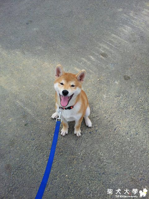 Q比祝大家新年快樂!!^^(原發表者:akon_1314)(相簿)